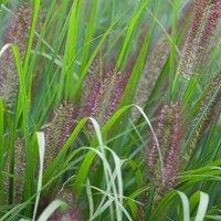 Plant Theory Red Head Chinese Fountain Grass Pennisetum Alopecuroides Ornamental Plant 2L in Green