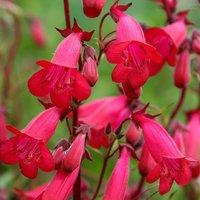 Plant Theory Andenken An Friedrich Hahn Beard Tongue Perennials Flowering Plants 2L Pot in Green
