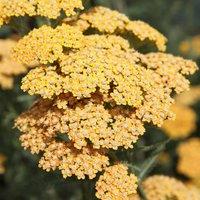 Plant Theory Terracotta Yarrow Sneezewort Perennials Flowering Plants Achillea 2L Pot in Green