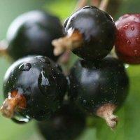 Plant Theory Blackcurrant Ben Connan Fruit Bush Ribes Fruiting Shrub Plant 3L Pot in Green