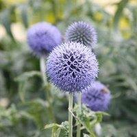 Plant Theory Taplow Blue Globe Thistle Perennials Flowering Plants Echinops 2L Pot in Green