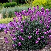 Plant Theory Bowles's Mauve Perennial Wallflower Perennials Flowering Plants Erysimum 2L Pot in Green
