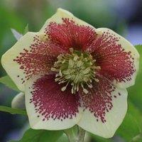 Plant Theory Harvington Yellow Speckled Lenten Rose Hellebore Perennials Flowering Plants 2L in Green