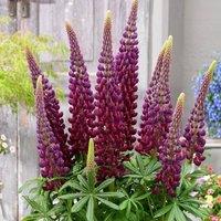 Plant Theory Masterpiece Lupin Perennials Flowering Plants Lupinus 2L Pot in Green