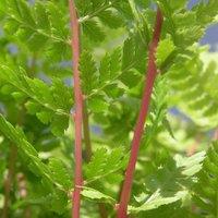 Plant Theory Lady In Red Fern Rubellum Athyrium Filix-Femina Hardy Outdoor Ferns Plant 2L Pot in Green