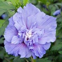 Plant Theory Blue Chiffon Tree Hollyhock Shrub Plant Hibiscus Syriacus 2L Pot in Green