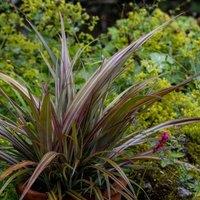 Plant Theory Westland Bush Flax Outdoor Shrub Plant Astelia Nervosa Garden Plants 2L Pot in Green