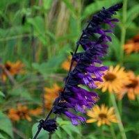 Plant Theory Amistad Salvia Sage Perennials Flowering Plants Salvia 2L Pot in Green