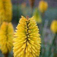 Plant Theory Bees Lemon Red Hot Poker Perennials Flowering Plants Kniphofia 2L Pot in Green