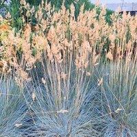 Plant Theory Elijah Blue Grass Festuca Glauca Outdoor Ornamental Plant 2L Pot in Green