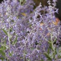 Plant Theory Lacey Blue Russian Sage Outdoor Shrub Plant Perovskia Garden Plants 2L Pot in Green