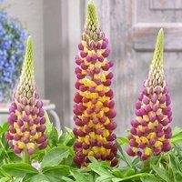 Plant Theory Manhattan Lights Lupin Perennials Flowering Plants Lupinus 2L Pot in Green