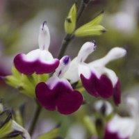 Plant Theory Amethyst Lips Salvia Sage Perennials Flowering Plants Salvia 2L Pot in Green