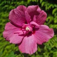 Plant Theory Gandini Van Aart Ruby Tree Hollyhock Shrub Plant Hibiscus Syriacus 2L Pot in Green