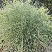Plant Theory Morning Light Silver Grass Miscanthus Sinensis Outdoor Ornamental Plant 2L Pot in Green
