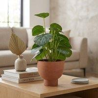 Garden Greatness Artificial Chinese Money Plant In Pot