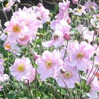 Plant Theory Konigin Charlotte Japanese Anemone Perennials Flowering Plants 2L Pot in Green