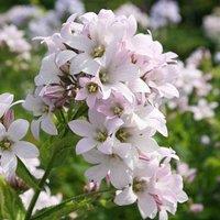 Plant Theory Loddon Anna Milky Bellflower Perennials Flowering Plants Campanula 2L Pot in Green