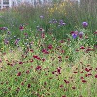 Plant Theory Macedonian Scabious Perennials Flowering Plants Knautia Macedonica 2L Pot in Green