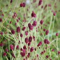 Plant Theory Tanna Burnet Perennials Flowering Plants Sanguisorba 2L Pot in Green
