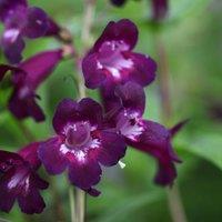 Plant Theory Pensham Plum Jerkum Beard Tongue Perennials Flowering Plants Penstemon 2L Pot in Green
