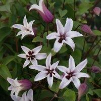 Plant Theory Clematis Princess Kate White Flowering Vine Climbing Plant 60cm Cane 2L Pot