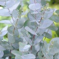 Plant Theory Cider Gum Outdoor Shrub Plant Eucalyptus Gunnii Garden Plants 2L Pot Tree in Green