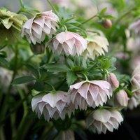 Plant Theory Harvington Double Lilac Speckled Lenten Rose Hellebore Perennials Plants 2L Pot in Green
