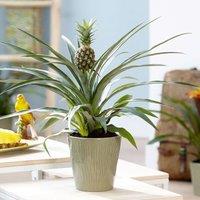 Primrose Ananas Comosus Pineapple Live 40cm Plant Houseplant 12cm Pot in Green