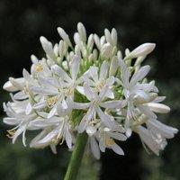 Plant Theory Albus African Lily Perennials Flowering Plants Agapanthus Africanus 2L Pot in Green