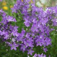 Plant Theory Prichard's Variety Milky Bellflower Perennials Flowering Plants Campanula 2L Pot in Green