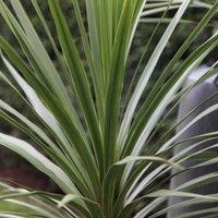 Plant Theory Cabbage Palm Tree Outdoor Shrub Plant Cordyline Australis 2L Pot in Green