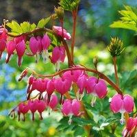 Plant Theory Bleeding Heart Perennials Flowering Plants Lamprocapnos Spectabilis 2L Pot in Green