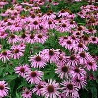 Plant Theory Magnus Coneflower Perennials Flowering Plants Echinacea Purpurea 2L Pot in Green
