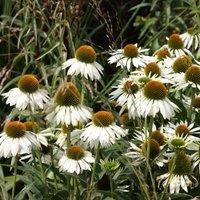 Plant Theory White Swan Coneflower Perennials Flowering Plants Echinacea Purpurea 2L Pot in Green