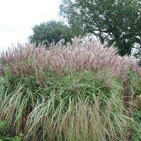Plant Theory Malepartus Chinese Silver Grass Miscanthus Sinensis Outdoor Ornamental Plant 2L in Green