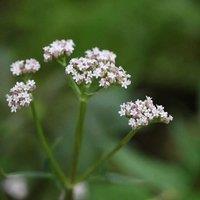 Plant Theory Purple Top Valerian Perennials Flowering Plants Valeriana Officinalis 2L Pot in Green