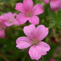 Plant Theory Wargrave Pink Cranesbill Perennials Flowering Plants Geranium Oxonianum 2L Pot in Green