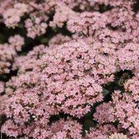 Plant Theory Matrona Stonecrop Perennials Flowering Plants Hylotelephium 2L Pot in Green