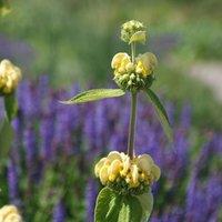 Plant Theory Jerusalem sage Jerusalem sage Perennials Flowering Plants Phlomis 2L Pot in Green