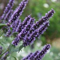 Plant Theory Blackadder Mexican Giant Hyssop Perennials Flowering Plants Agastache 2L Pot in Green