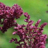 Plant Theory Schwellenburg Balkan Clary Meadow Sage Perennials Flowering Plants Salvia 2L Pot in Green