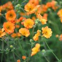 Plant Theory Totally Tangerine Avens Perennials Flowering Plants Geum 2L Pot in Green