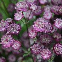 Plant Theory Moulin Rouge Masterwort Perennials Flowering Plants Astrantia 2L Pot in Green