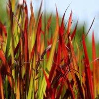 Plant Theory Rubra Blood Grass Imperata Cylindrica Outdoor Ornamental Plant 2L Pot in Green
