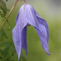 Plant Theory Clematis Frances Rivis Purple Flowering Vine Climbing Plant 60cm Cane 3L Pot