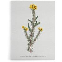 Artery8 Sansom Smooth Parrot Pea Botanical Illustration Canvas Wall Art Print in White | Size: W24 x H32