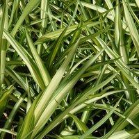 Plant Theory Yellow Wave New Zealand Flax Outdoor Shrub Plant Phormium 2L Pot in Green