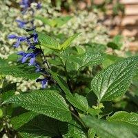 Plant Theory Black & Blue Salvia Sage Perennials Flowering Plants Salvia Guaranitica 2L Pot in Green