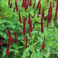 Plant Theory Blackfield Red Bistort Perennials Flowering Plants Bistorta Amplexicaulis 2L Pot in Green